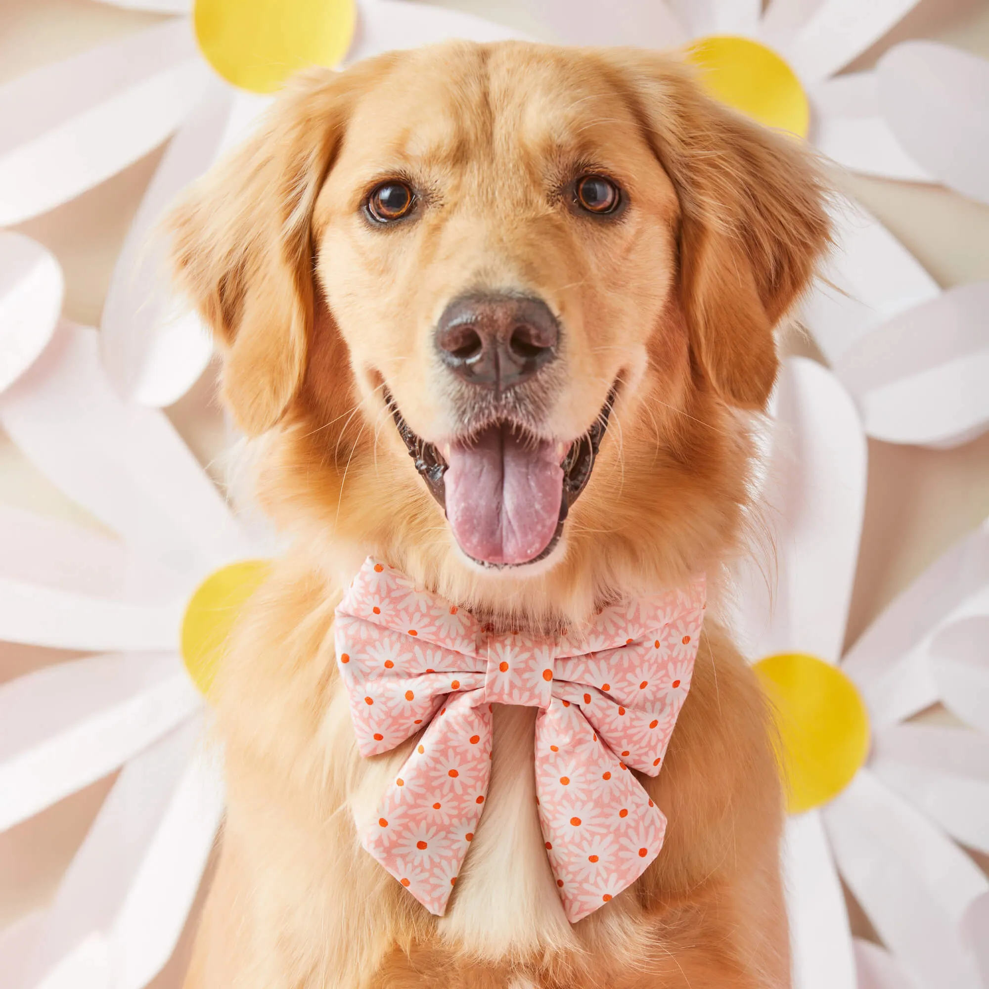 Fresh as a Daisy Lady Bow Collar
