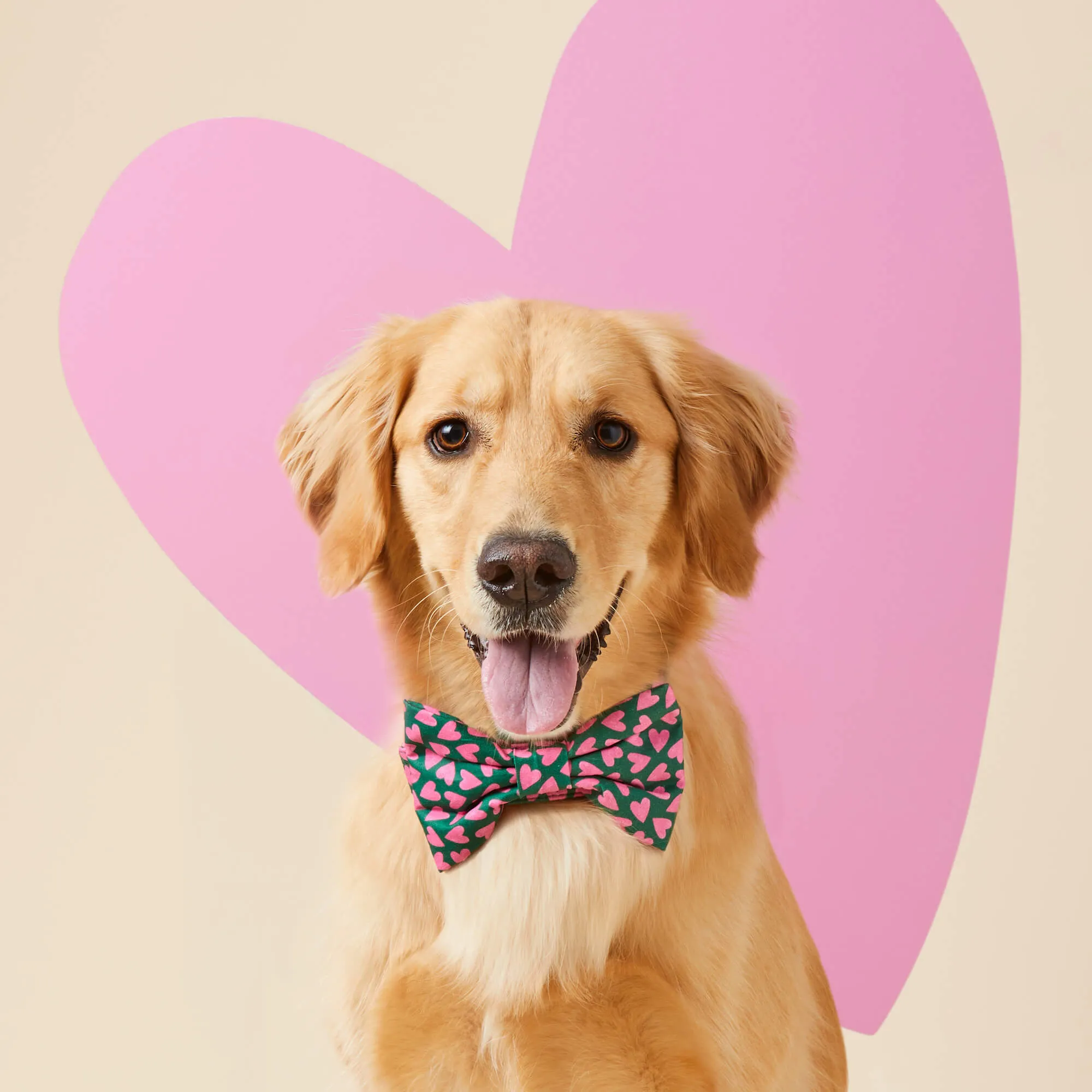 Lovestruck Bow Tie Collar